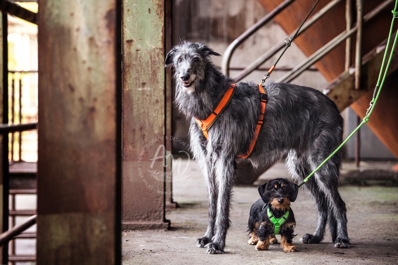 Anja-Wilbs-Tierfotografie_Dackel-und-Deerhound_4