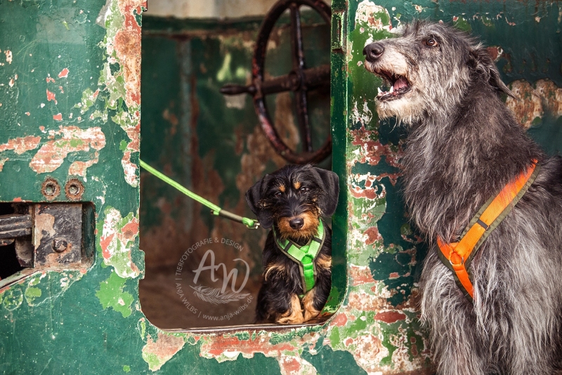 Anja-Wilbs-Tierfotografie_Dackel-und-Deerhound_5