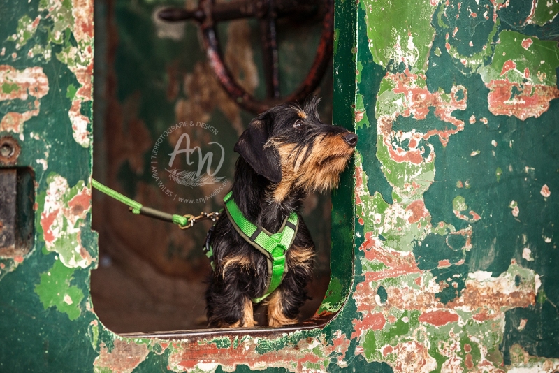 Anja-Wilbs-Tierfotografie_Dackel-und-Deerhound_6