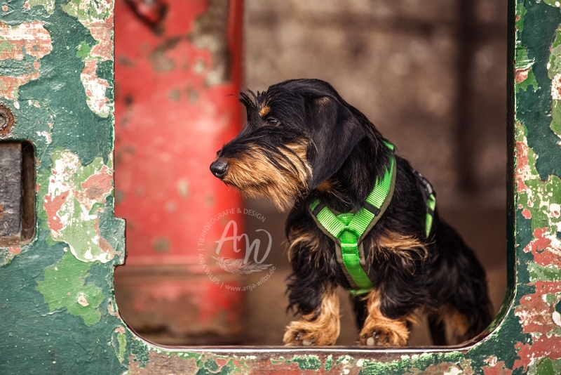 Anja-Wilbs-Tierfotografie_Dackel-und-Deerhound_7