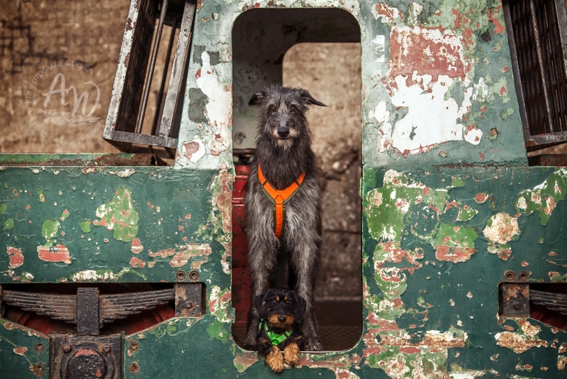 Anja-Wilbs-Tierfotografie_Dackel-und-Deerhound_9