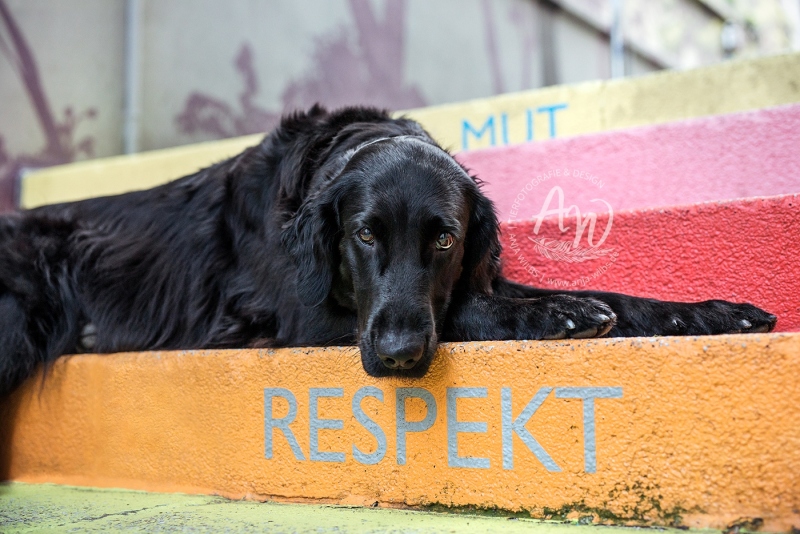 Anja-Wilbs-Tierfotografie_Flat-Coated-Retriever_7