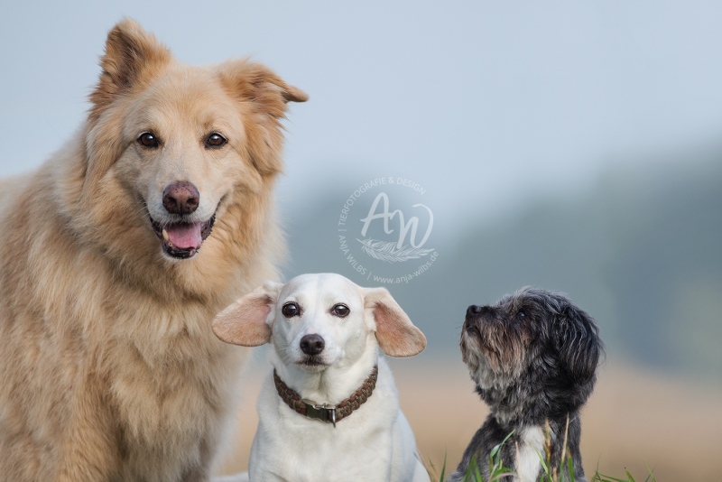 Anja-Wilbs-Tierfotografie_Tierschutzhund_18