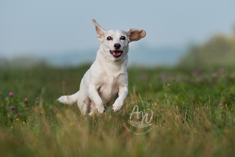 Anja-Wilbs-Tierfotografie_Tierschutzhund_20