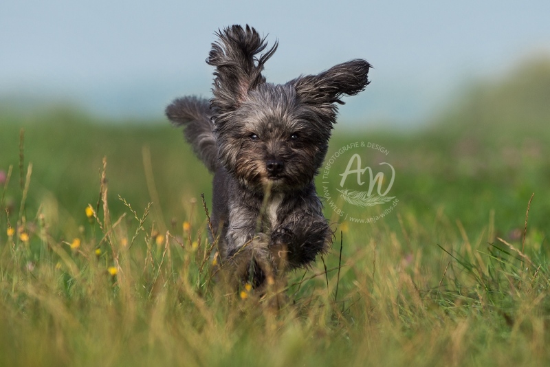 Anja-Wilbs-Tierfotografie_Tierschutzhund_21