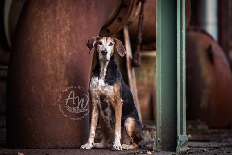 Anja-Wilbs-Tierfotografie_Tierschutzhund_1