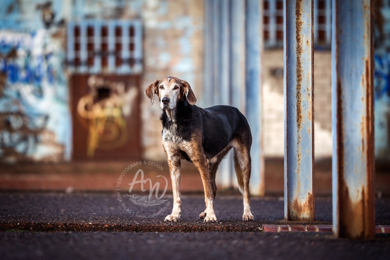 Anja-Wilbs-Tierfotografie_Tierschutzhund_11
