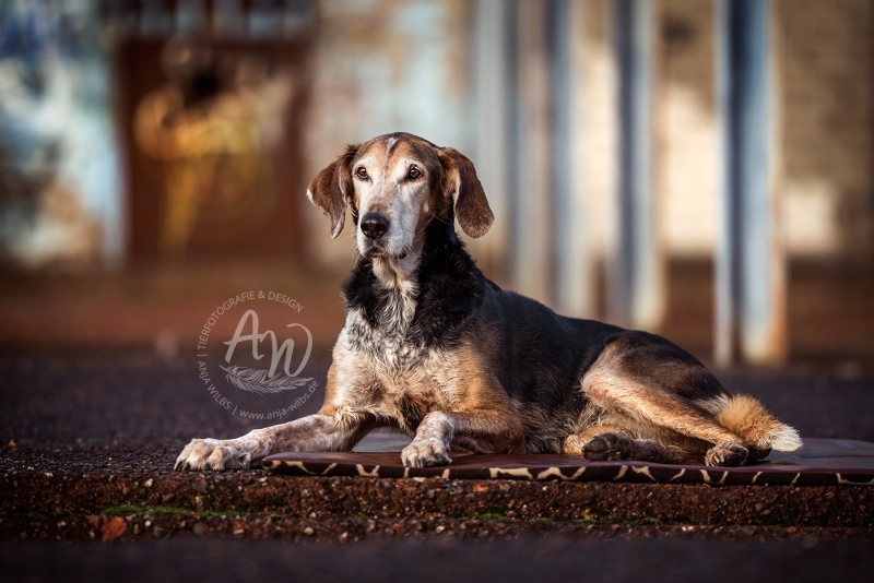 Anja-Wilbs-Tierfotografie_Tierschutzhund_12