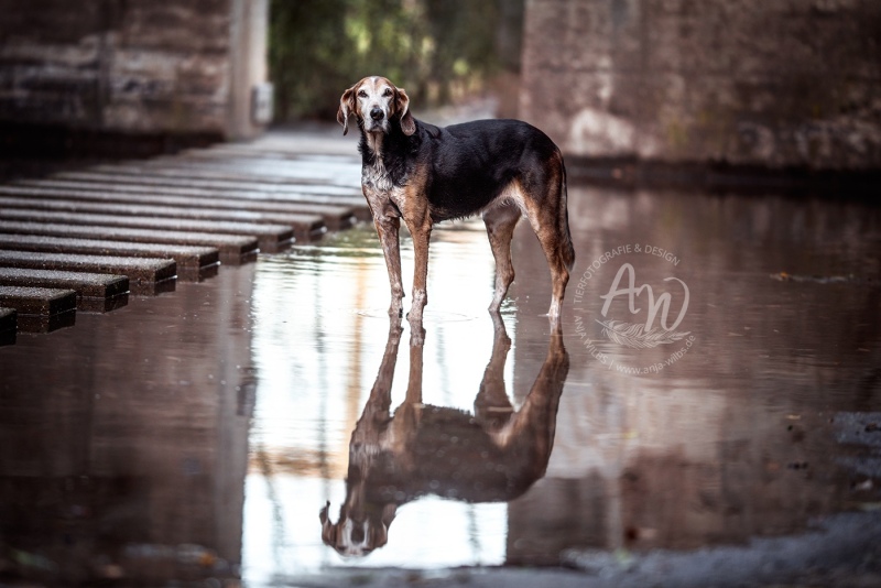 Anja-Wilbs-Tierfotografie_Tierschutzhund_4