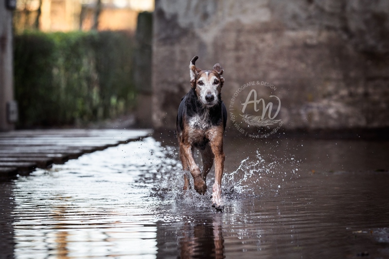 Anja-Wilbs-Tierfotografie_Tierschutzhund_5