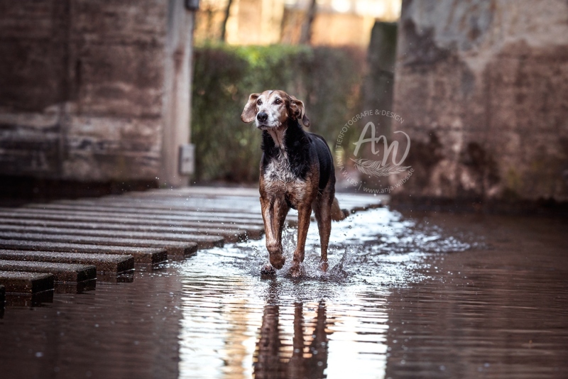 Anja-Wilbs-Tierfotografie_Tierschutzhund_6