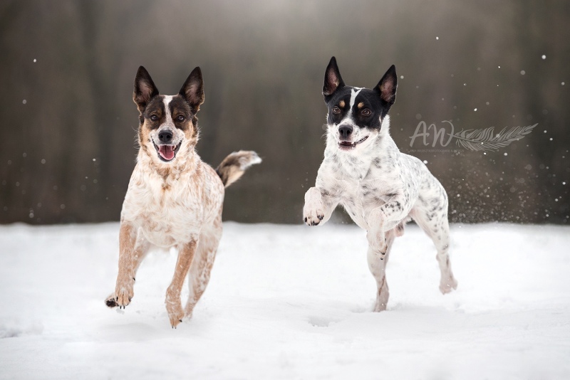 Anja-Wilbs-Tierfotografie_Cattle-Dog_Mix_Hunde_1