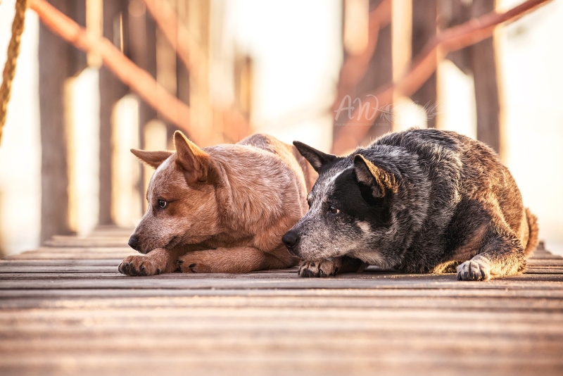 Anja-Wilbs-Tierfotografie_Cattle-Dogs_Texel_4