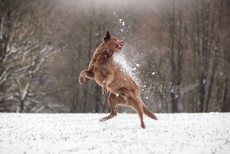 Anja-Wilbs-Tierfotografie_Chesapeake-Bay-Retriever_1