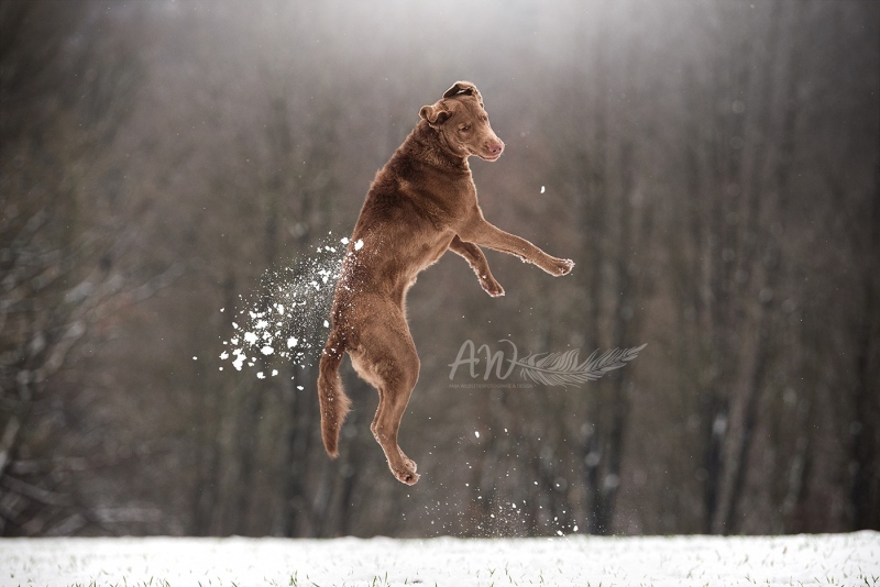 Anja-Wilbs-Tierfotografie_Chesapeake-Bay-Retriever_2