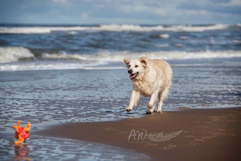 Anja-Wilbs-Tierfotografie_Golden-Retriever_Texel_2