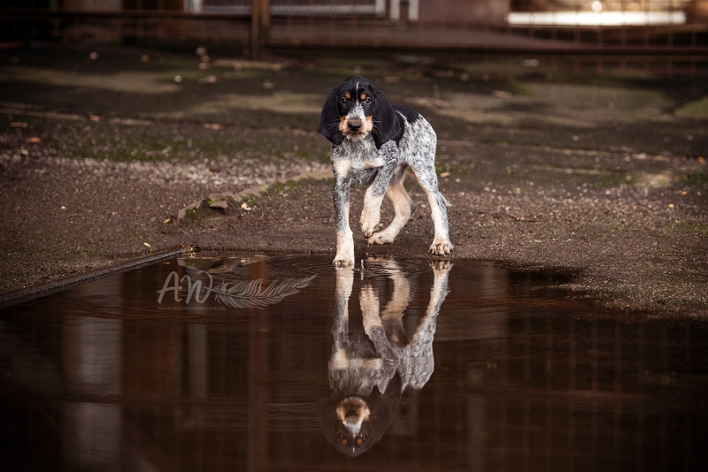 Anja-Wilbs-Tierfotografie_Griffon-Bleu-de-Gascogne_Welpe_1