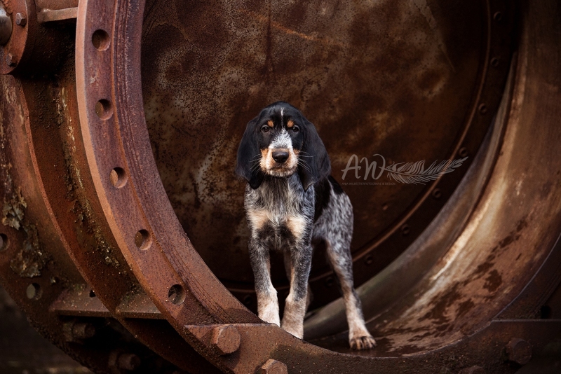 Anja-Wilbs-Tierfotografie_Griffon-Bleu-de-Gascogne_Welpe_2