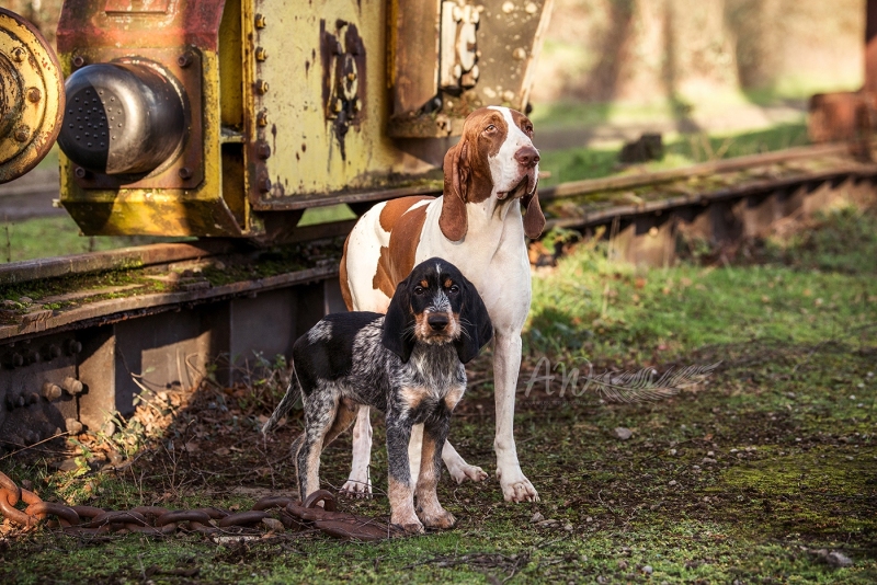 Anja-Wilbs-Tierfotografie_Griffon-Bleu-de-Gascogne_Welpe_3