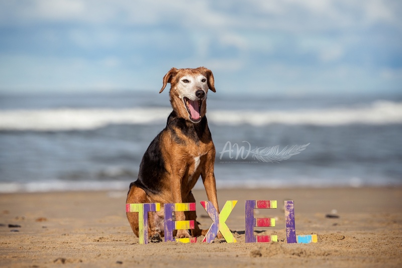 Anja-Wilbs-Tierfotografie_Hund_Texel_1
