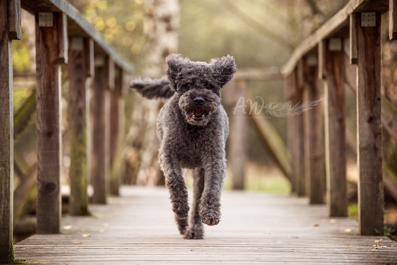 Anja-Wilbs-Tierfotografie_Hund_rennt_Holzbruecke_1