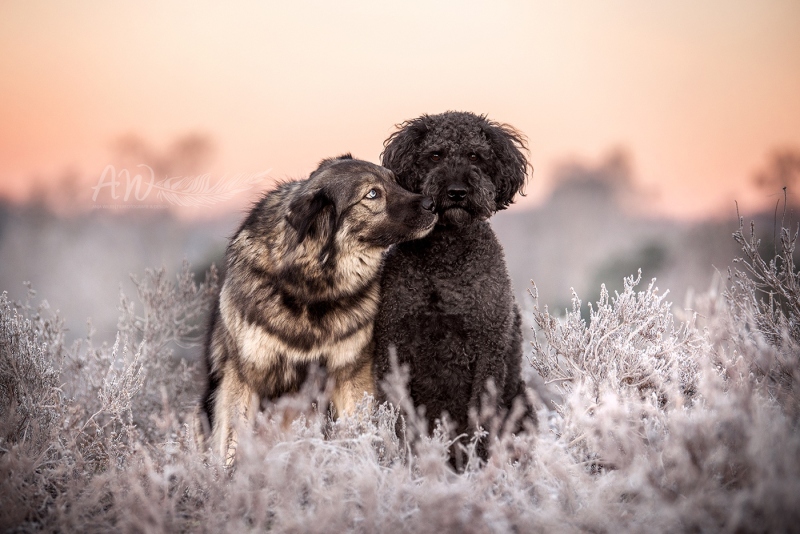 Anja-Wilbs-Tierfotografie_Hunde_Heide_Frost_1