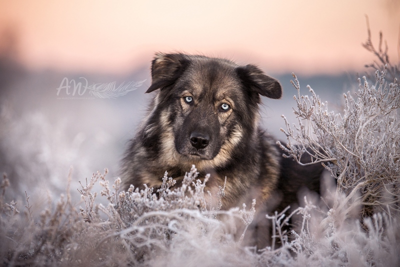 Anja-Wilbs-Tierfotografie_Hunde_Heide_Frost_2