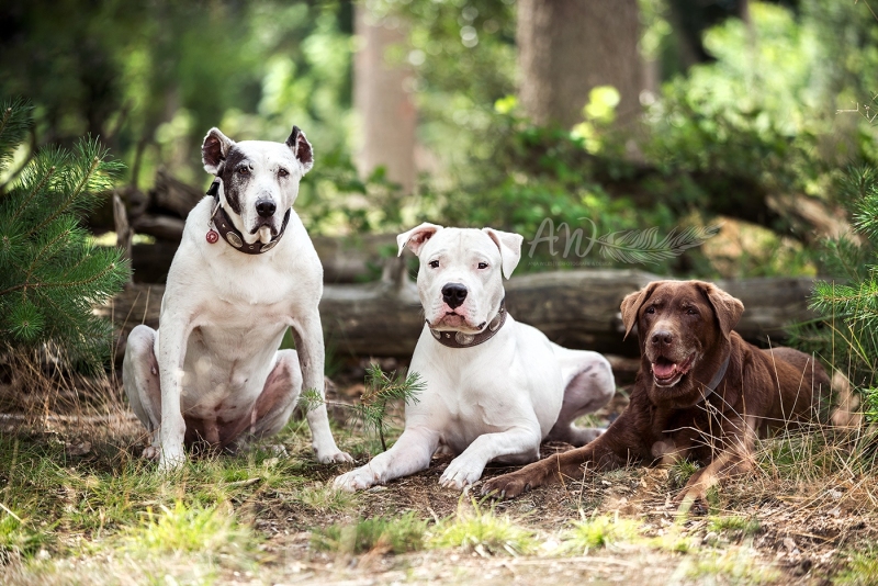 Anja-Wilbs-Tierfotografie_Hunderudel_1