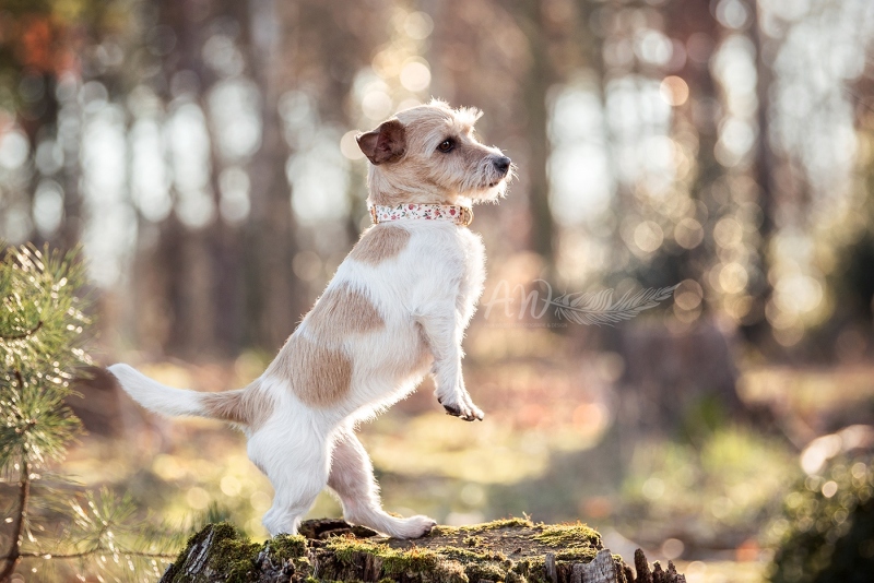 Anja-Wilbs-Tierfotografie_Jack-Russell-Terrier_1