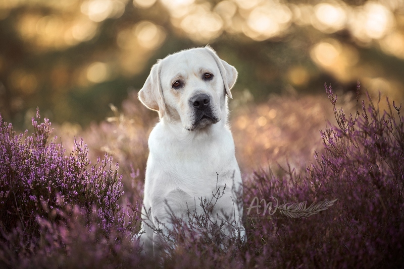 Anja-Wilbs-Tierfotografie_Labradorruede_blond_1