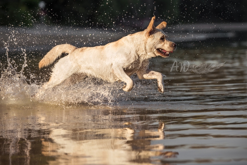 Anja-Wilbs-Tierfotografie_Labradorruede_blond_Wassershooting_2