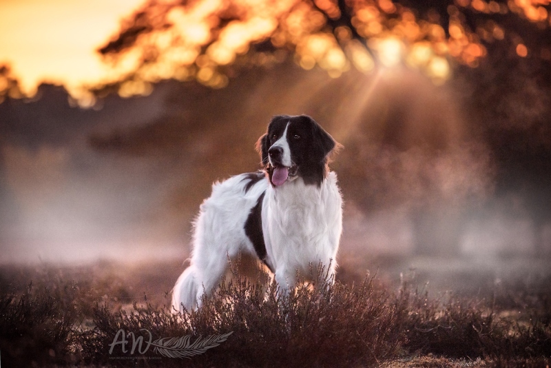 Anja-Wilbs-Tierfotografie_Landseerhuendin_1