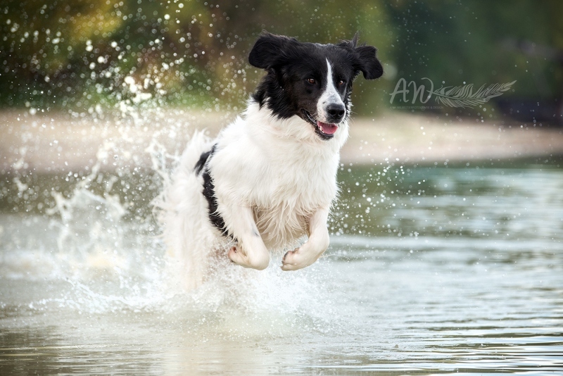 Anja-Wilbs-Tierfotografie_Landseerhuendin_2