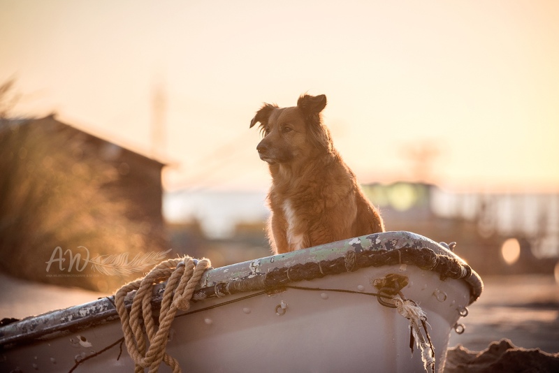 Anja-Wilbs-Tierfotografie_Mischlingshuendin_Texel_3