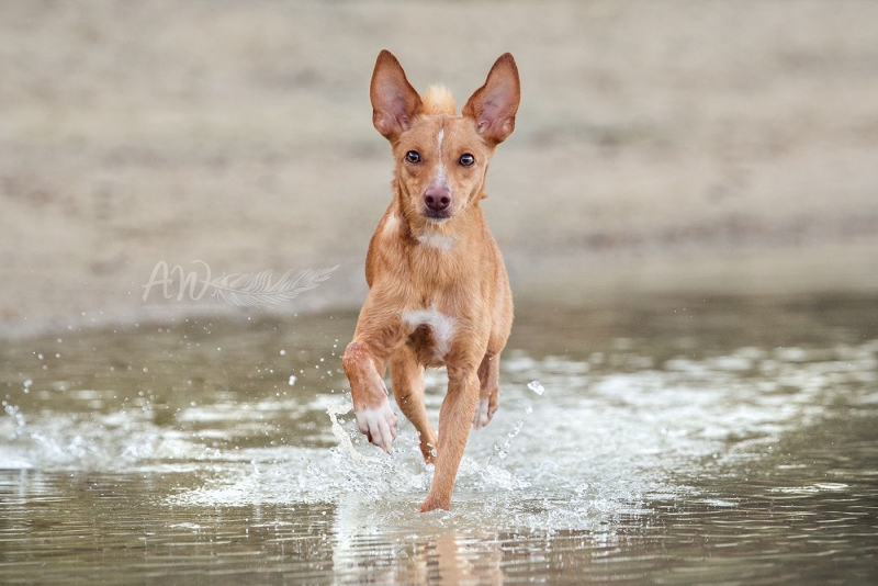 Anja-Wilbs-Tierfotografie_Podenco_Tierschutzhund_1