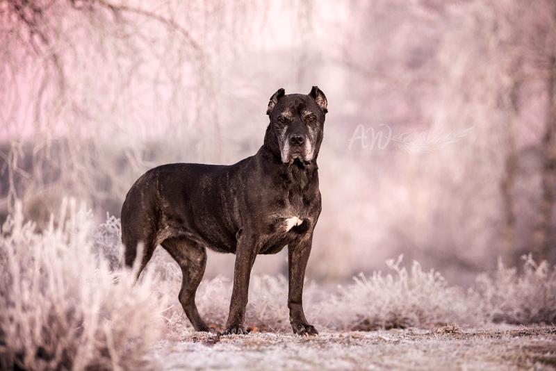 Anja-Wilbs-Tierfotografie_Tierschutzhuendin_1