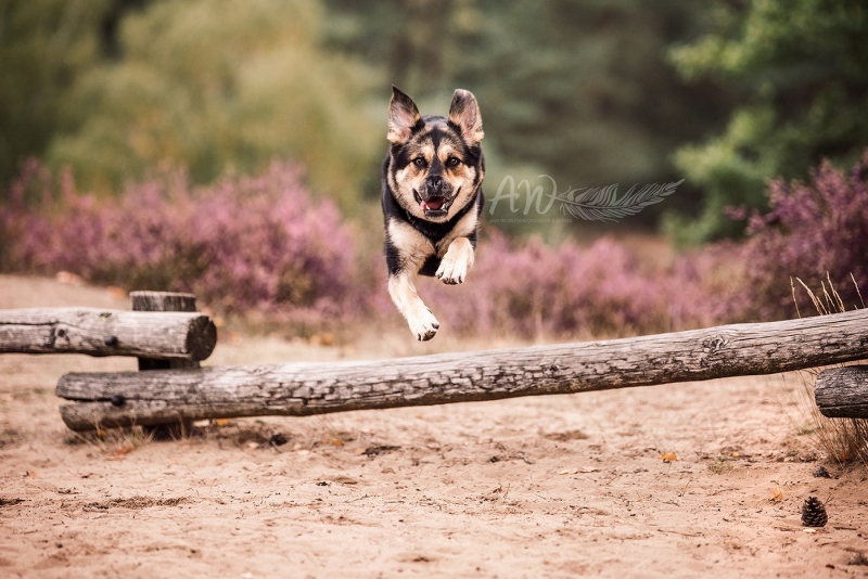 Anja-Wilbs-Tierfotografie_Tierschutzhund_1