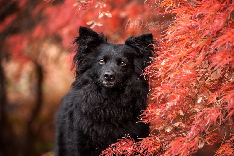 Anja-Wilbs-Tierfotografie_Tierschutzhund_2