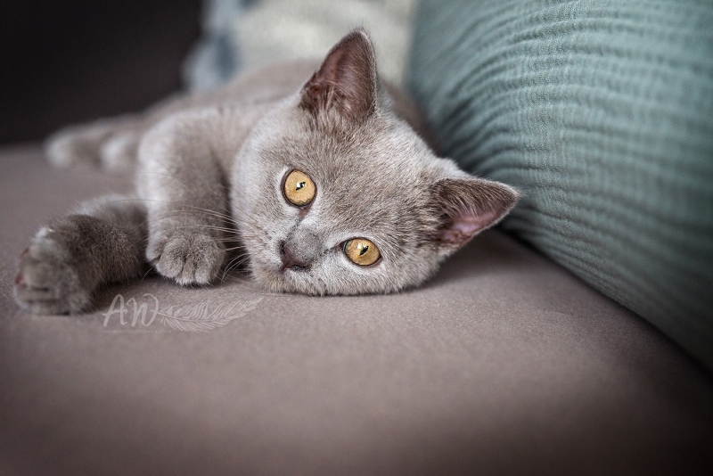 Anja-Wilbs-Tierfotografie_BKH_Katze_2