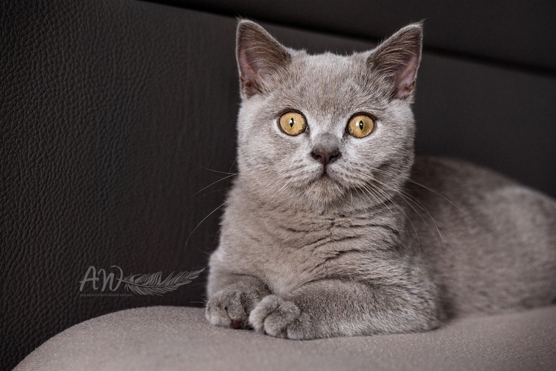 Anja-Wilbs-Tierfotografie_BKH_Katze_3