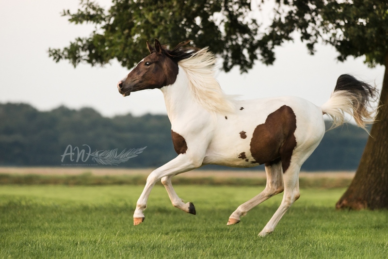 Anja-Wilbs-Tierfotografie_Pferd_galoppiert_1