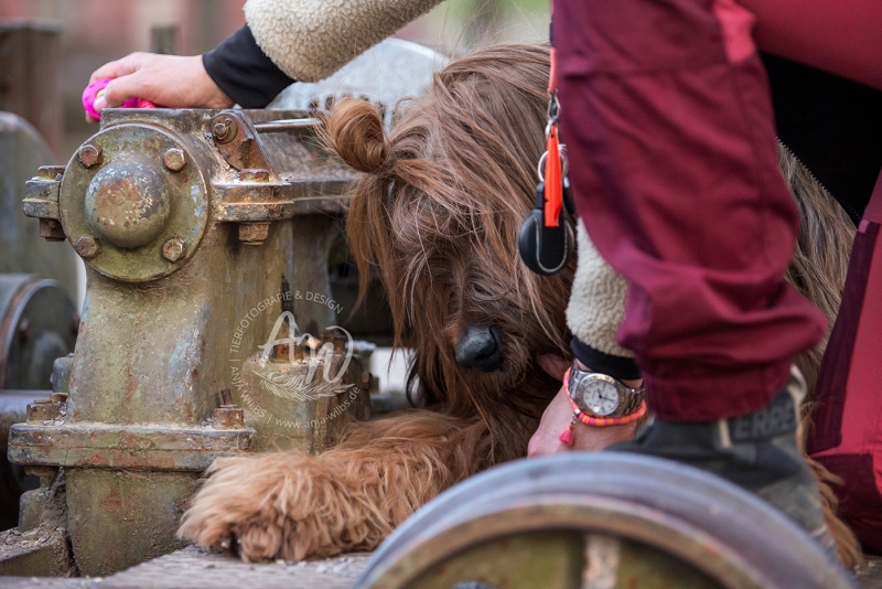 Anja-Wilbs-Tierfotografie_Hundeverhaltensberatung-Sabine-Sucke_Kleinstobjektsuche