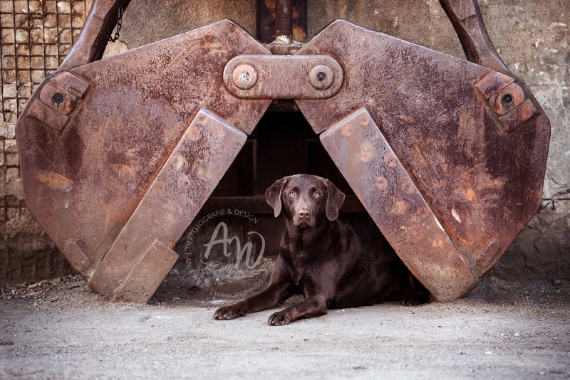 Anja-Wilbs-Tierfotografie_Labrador_liegt