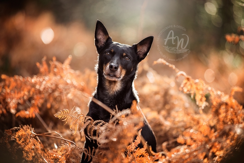 Anja-Wilbs-Tierfotografie_Kelpie_2