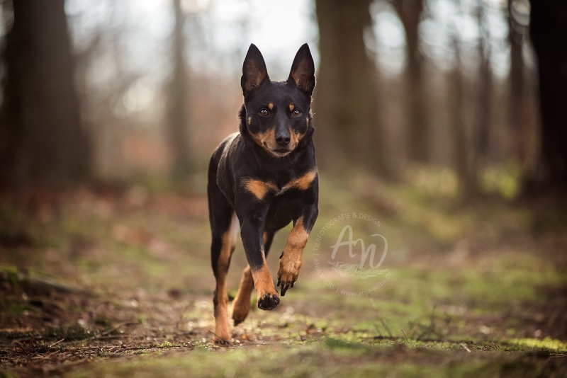 Anja-Wilbs-Tierfotografie_Kelpie_6