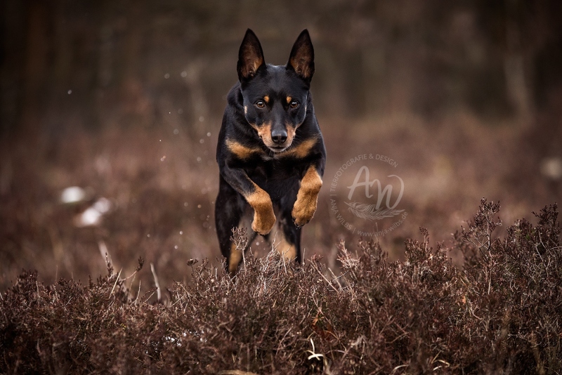 Anja-Wilbs-Tierfotografie_Kelpie_7