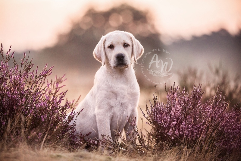 Anja-Wilbs-Tierfotografie_Labradorwelpe_1