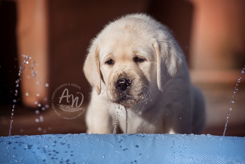 Anja-Wilbs-Tierfotografie_Labradorwelpe_10