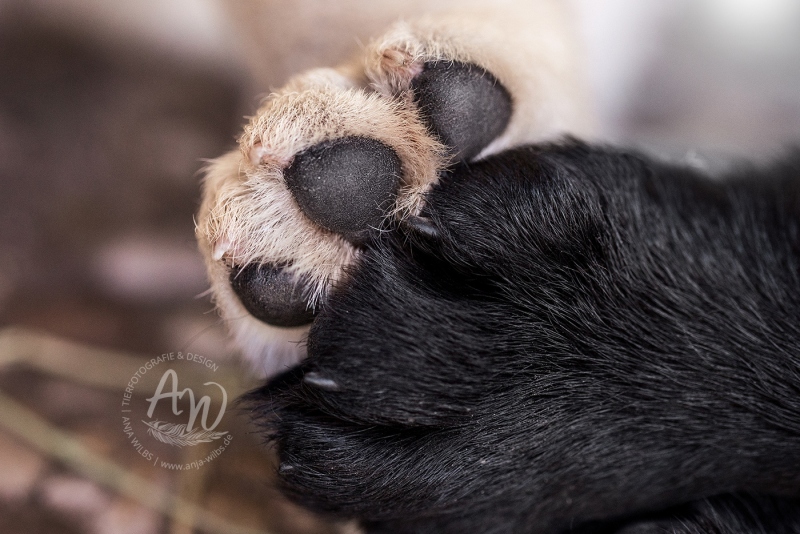 Anja-Wilbs-Tierfotografie_Labradorwelpe_13