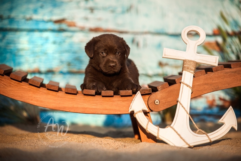 Anja-Wilbs-Tierfotografie_Labradorwelpe_14